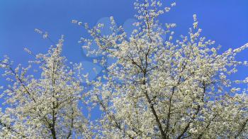 Beautiful spring flowering tree against a clear blue sky 