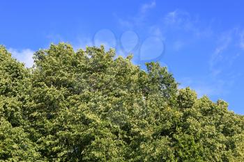Fresh green foliage against the blue sky background