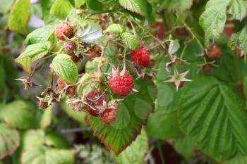 Closeup branch of raspberries in a summer garden