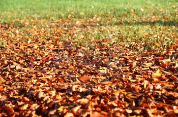 Natural autumnal background with fallen leaves and green grass