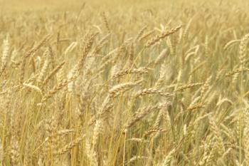 Grain field, closeup nature background