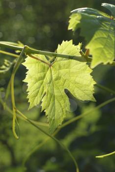 Leaf of grape glowing in sunlight