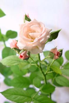 Close up of beautiful pink rose