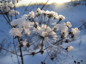 Close up of withered plant under white snow in evening sunlight