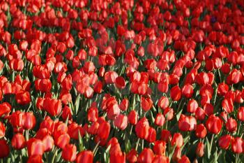 Beautiful bright red tulips, natural background 