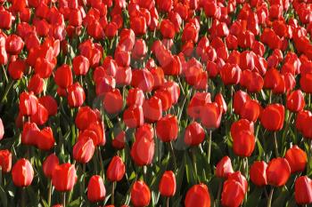 Beautiful bright red tulips, natural background