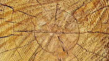 Natural wooden texture with rings and cracks pattern, close-up