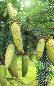 Branch of coniferous tree with young green cones, closeup
