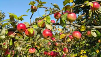 Branches of an apple-tree with ripe red apples against the blue sky 