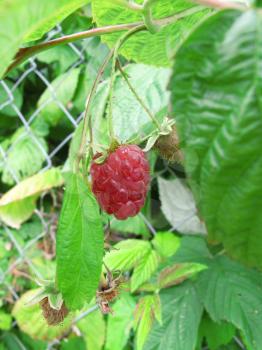 Branch of raspberries in a summer garden