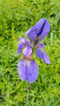 Beautiful iris flower close up