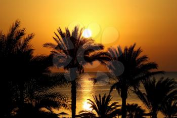 Beautiful seascape with morning sun, beach, and palm trees, Red sea, Egypt