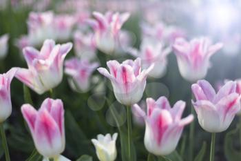 Beautiful white and pink delicate tulips glowing in sunlight, close-up natural background