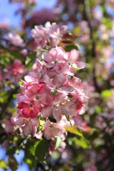 Branch of spring apple tree with beautiful pink flowers, close-up