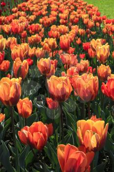 Beautiful bright orange spring tulips glowing in sunlight, close-up