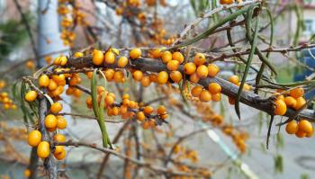 Branch of ripe bright autumn sea buckthorn berries, close-up