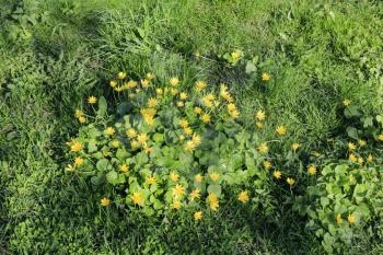 Natural spring background with green grass and plant with bright yellow early flowers of Caltha