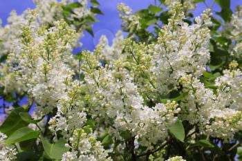 Beautiful spring branches of blooming white lilac bush against the bright blue sky background