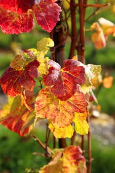 Autumn bright colorful leaves of grape bush glowing in sunlight