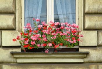 Close-up of window with beautiful bright flowers 