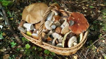 Full basket with edible mushrooms