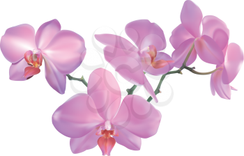 Royalty Free Clipart Image of Beautiful Orchids