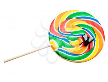 Fly on a colorful lollipop isolated over white