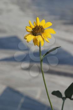 Close-up of a sunflower (Helianthus annuus)