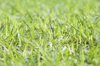 Close-up of grass in a field