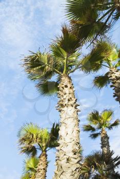Low angle view of palm trees, Malta