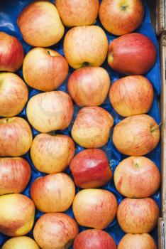 Apples in a carton, Valletta, Malta