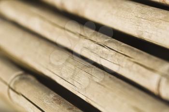 Close-up of dry bamboos