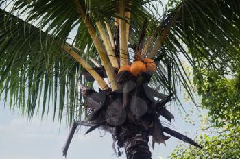 Low angle view of coconuts on a tree, Kerala, India