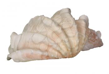 Close-up of a sea shell