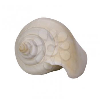 Close-up of a sea shell