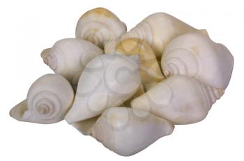 Close-up of heap of seashells