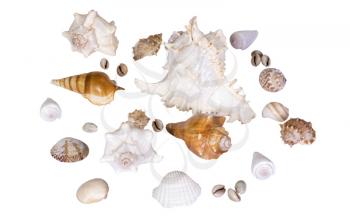 Close-up of assorted shells