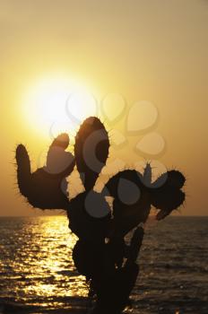 Silhouette of prickly pear cactus on the coast, Goa, India