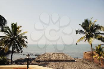 Palm trees on the beach, Goa, India