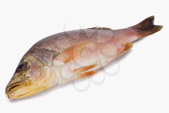 Close-up of a raw fish