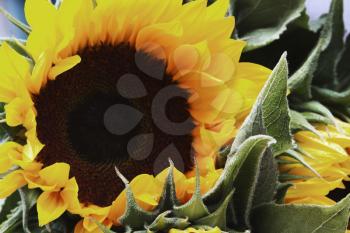 Close-up of a sunflower (Helianthus annuus), Republic of Ireland
