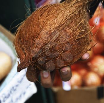 Close-up of a person's hand holding a coconut, Republic of Ireland
