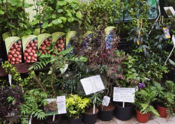 Plants at a market stall, Republic of Ireland