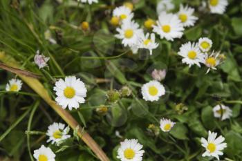 White daisy flowers on a plant