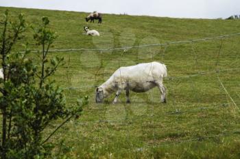 Sheep and cows grazing on a hill, Killarney National Park, Killarney, County Kerry, Republic of Ireland