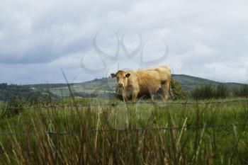Cow standing on a hill, Killarney National Park, Killarney, County Kerry, Republic of Ireland