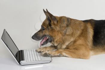 German Shepherd dog using a laptop