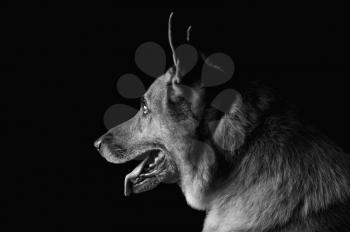 Close-up of a German Shepherd dog