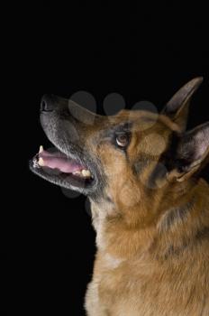 Close-up of a German Shepherd dog