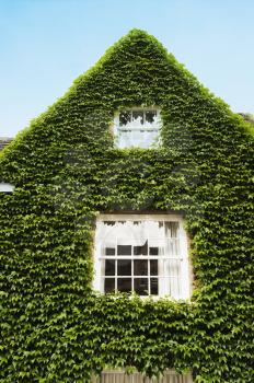 House covered with ivy, Oxford, Oxfordshire, England